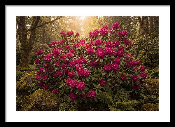 Rhododendron Cluster In Vivid Magenta