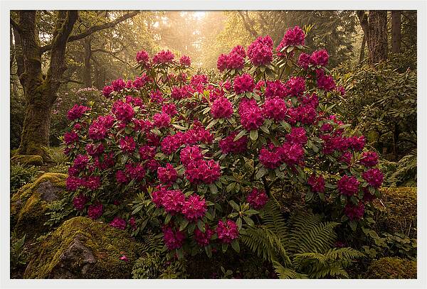Rhododendron Cluster In Vivid Magenta