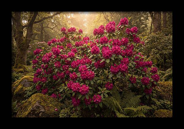 Rhododendron Cluster In Vivid Magenta