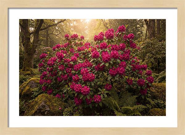Rhododendron Cluster In Vivid Magenta