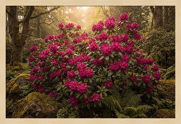 Rhododendron Cluster In Vivid Magenta