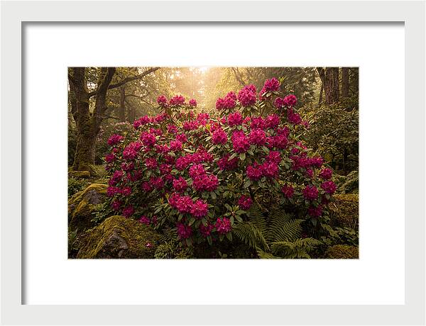 Rhododendron Cluster In Vivid Magenta