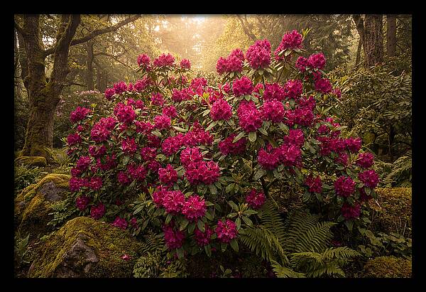 Rhododendron Cluster In Vivid Magenta