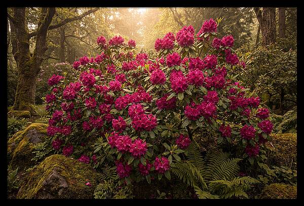 Rhododendron Cluster In Vivid Magenta