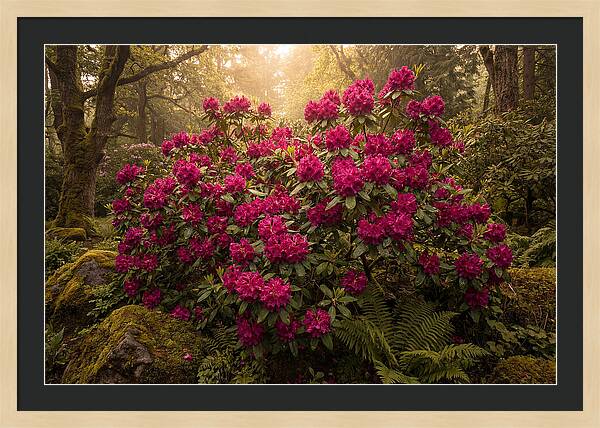 Rhododendron Cluster In Vivid Magenta
