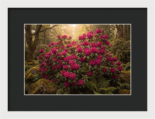 Rhododendron Cluster In Vivid Magenta