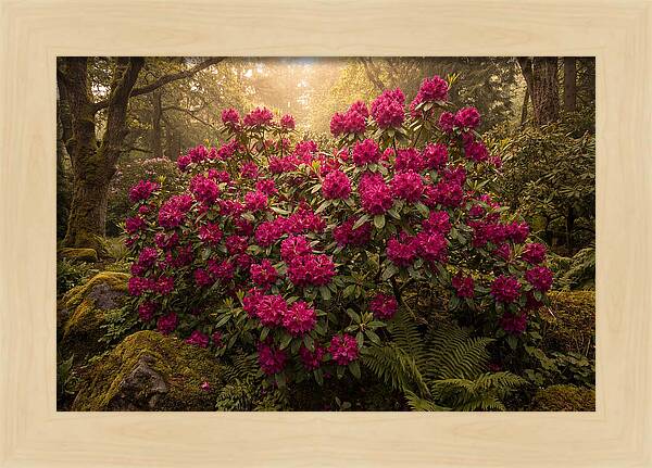 Rhododendron Cluster In Vivid Magenta