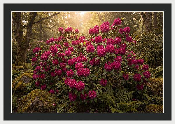 Rhododendron Cluster In Vivid Magenta