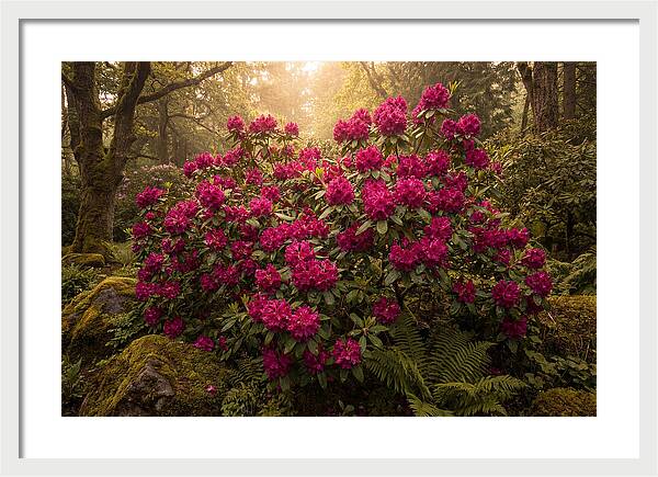 Rhododendron Cluster In Vivid Magenta