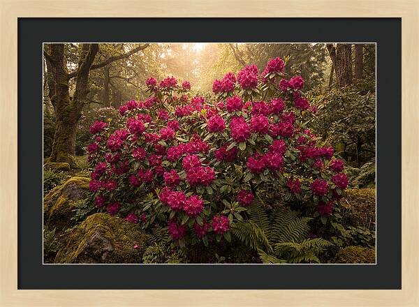 Rhododendron Cluster In Vivid Magenta