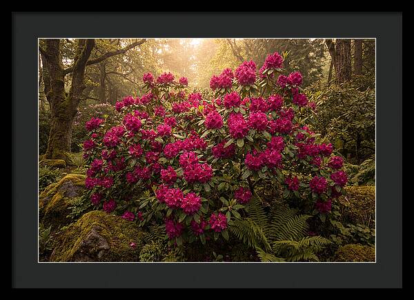 Rhododendron Cluster In Vivid Magenta