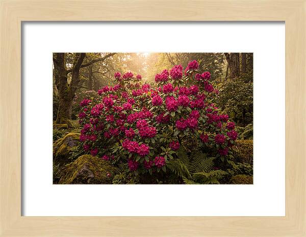 Rhododendron Cluster In Vivid Magenta