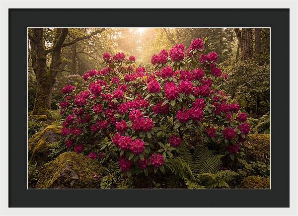Rhododendron Cluster In Vivid Magenta