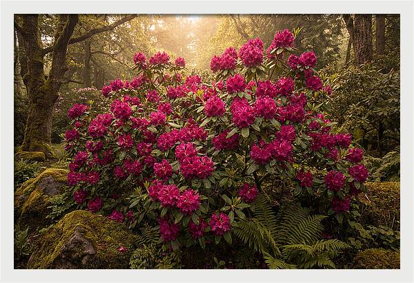 Rhododendron Cluster In Vivid Magenta