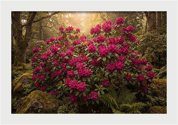 Rhododendron Cluster In Vivid Magenta