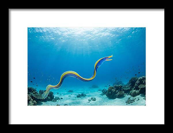 Ribbon Eel Gliding Through Water