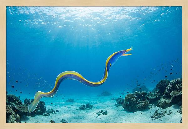 Ribbon Eel Gliding Through Water