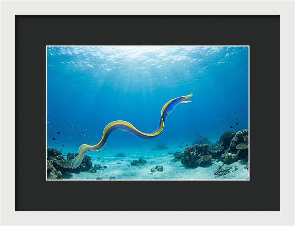 Ribbon Eel Gliding Through Water
