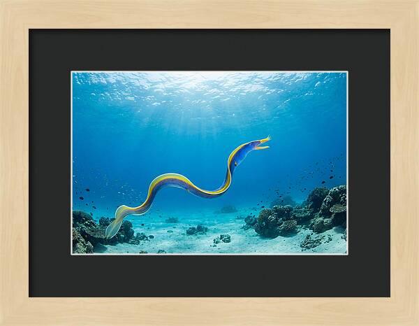 Ribbon Eel Gliding Through Water