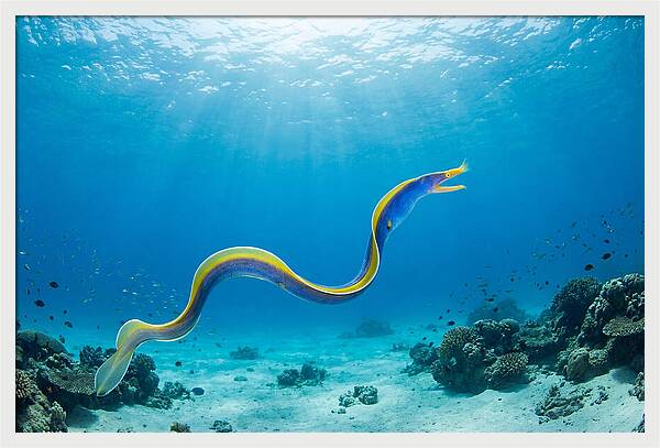 Ribbon Eel Gliding Through Water