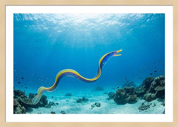 Ribbon Eel Gliding Through Water