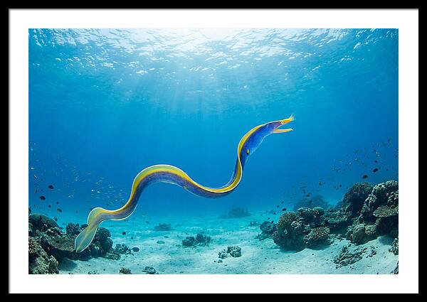 Ribbon Eel Gliding Through Water