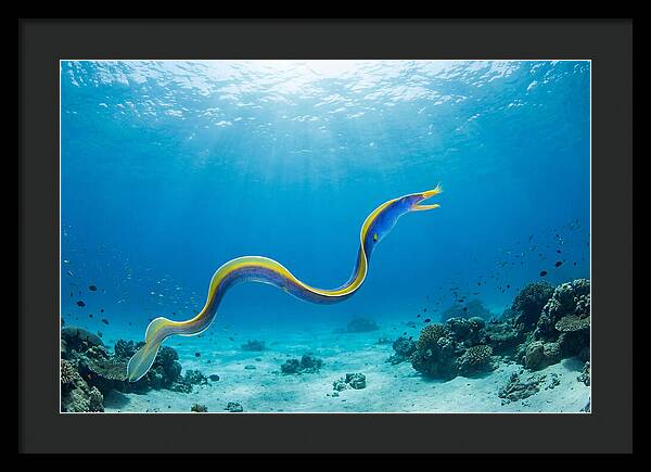 Ribbon Eel Gliding Through Water