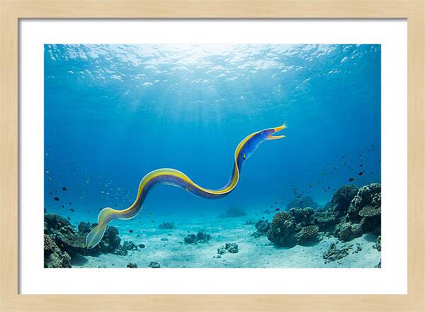 Ribbon Eel Gliding Through Water