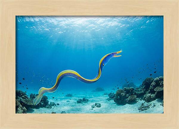 Ribbon Eel Gliding Through Water
