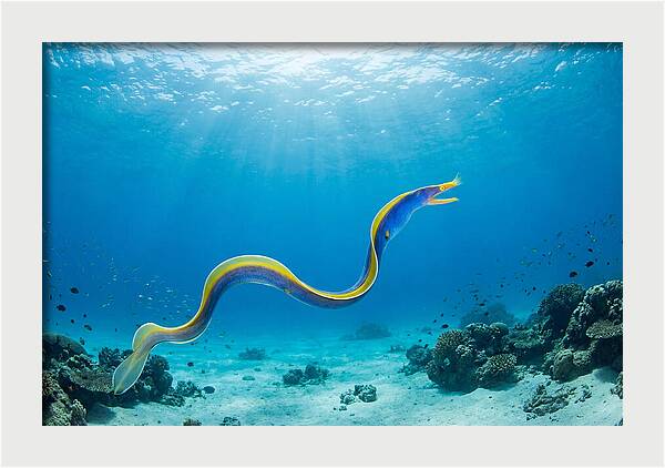 Ribbon Eel Gliding Through Water