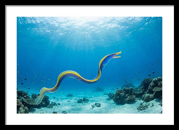 Ribbon Eel Gliding Through Water