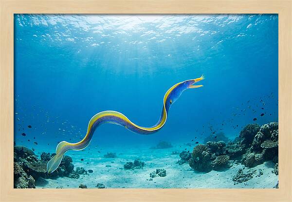 Ribbon Eel Gliding Through Water