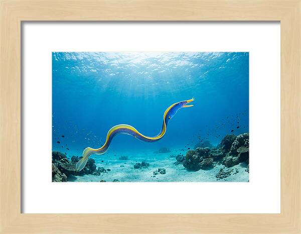 Ribbon Eel Gliding Through Water
