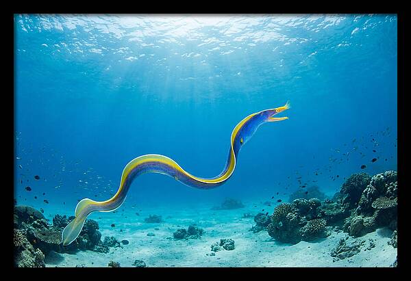 Ribbon Eel Gliding Through Water
