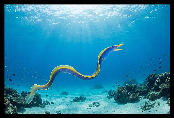 Ribbon Eel Gliding Through Water