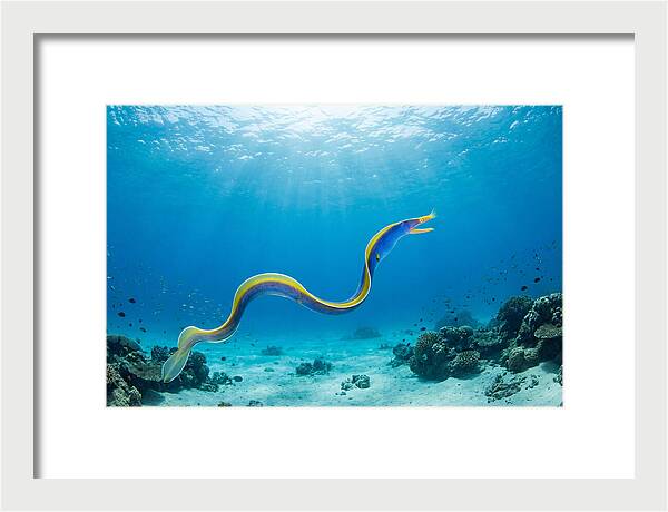 Ribbon Eel Gliding Through Water