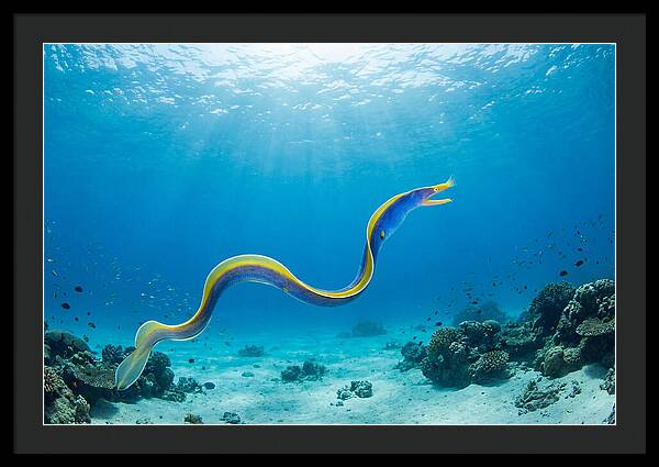 Ribbon Eel Gliding Through Water