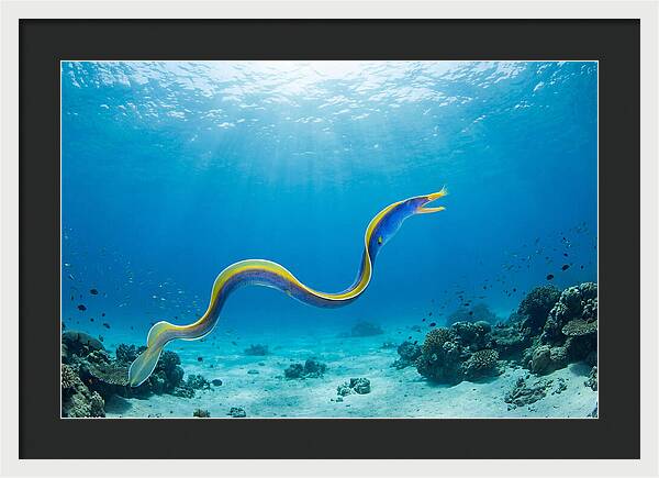 Ribbon Eel Gliding Through Water