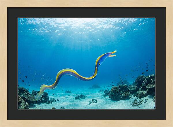 Ribbon Eel Gliding Through Water