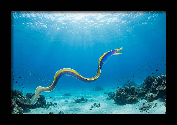 Ribbon Eel Gliding Through Water