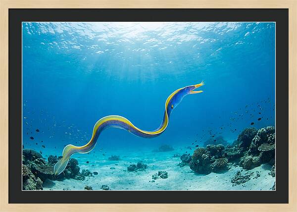 Ribbon Eel Gliding Through Water