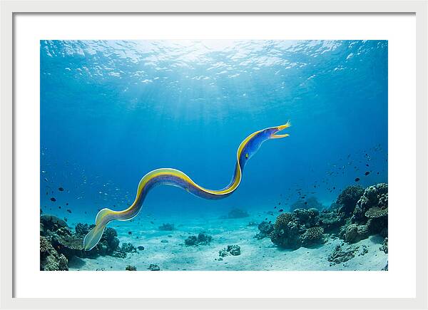 Ribbon Eel Gliding Through Water