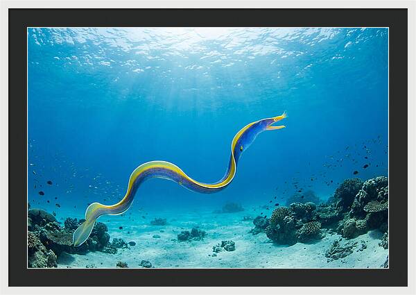 Ribbon Eel Gliding Through Water