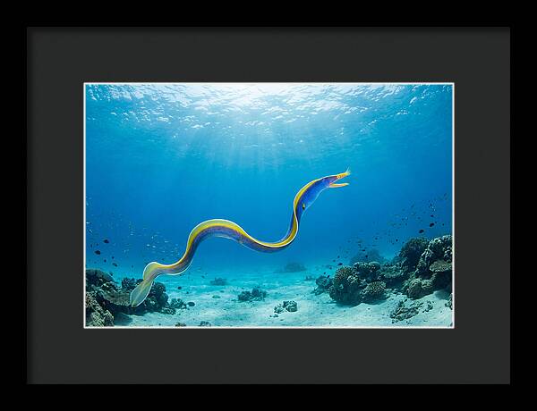 Ribbon Eel Gliding Through Water