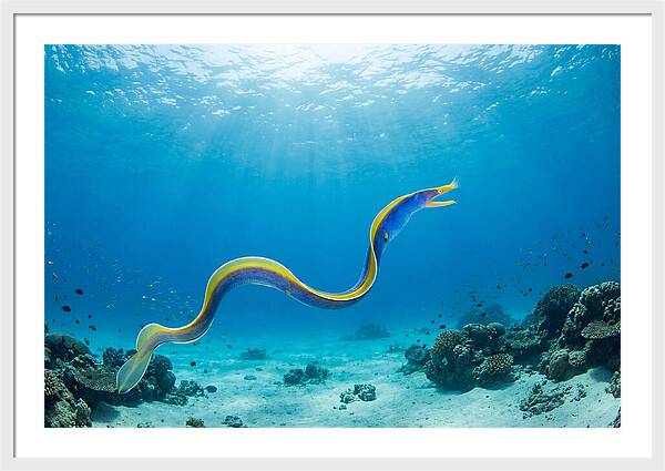 Ribbon Eel Gliding Through Water