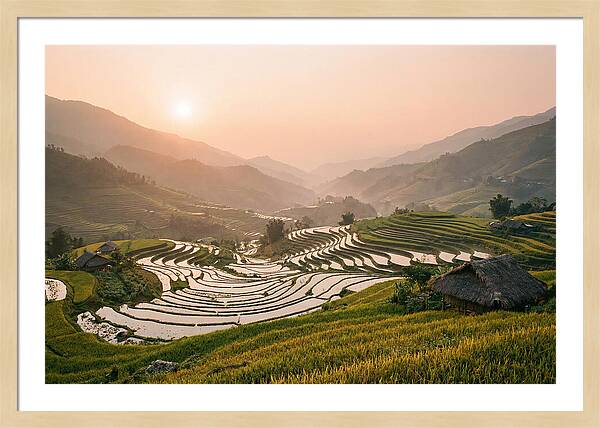 Rice Terraces At Sunset