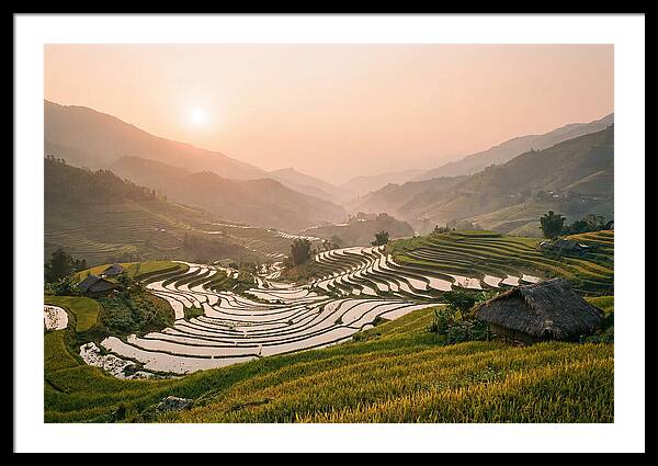 Rice Terraces At Sunset