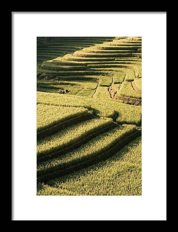 Rice Terraces In Bali