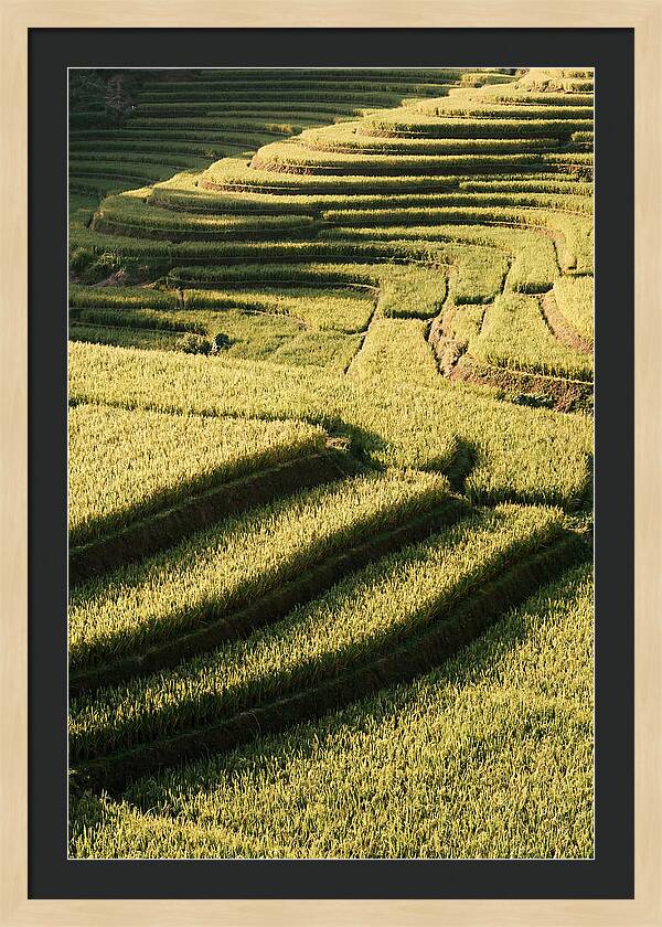 Rice Terraces In Bali