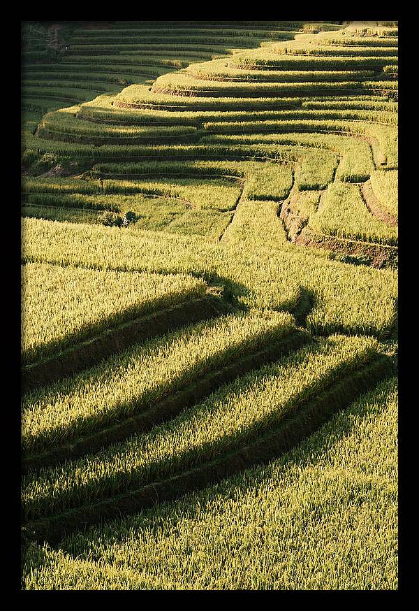Rice Terraces In Bali